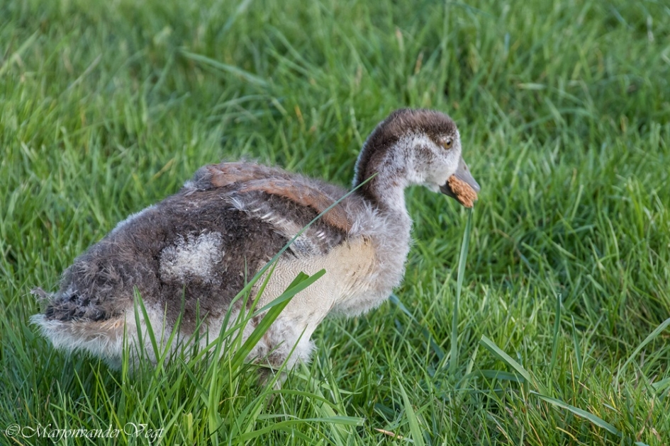 Vleugels op komst - Vogels - Nijlgans
