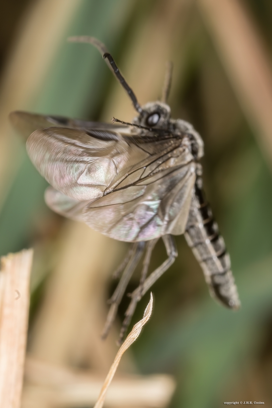 Vleugelslag - Geleedpotigen - Zwarte bladwesp