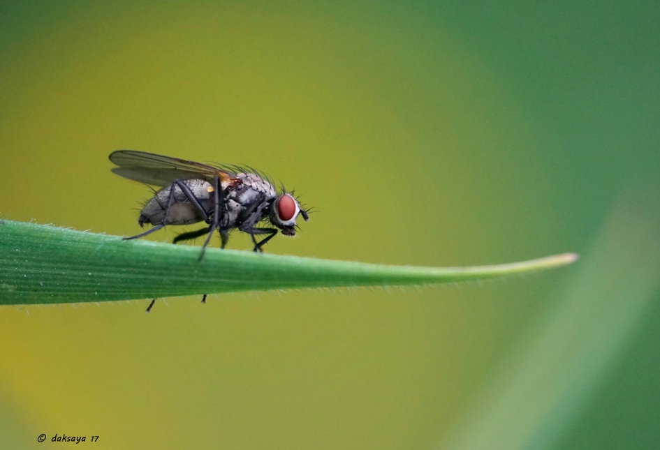 Vlieg - Geleedpotigen - 
