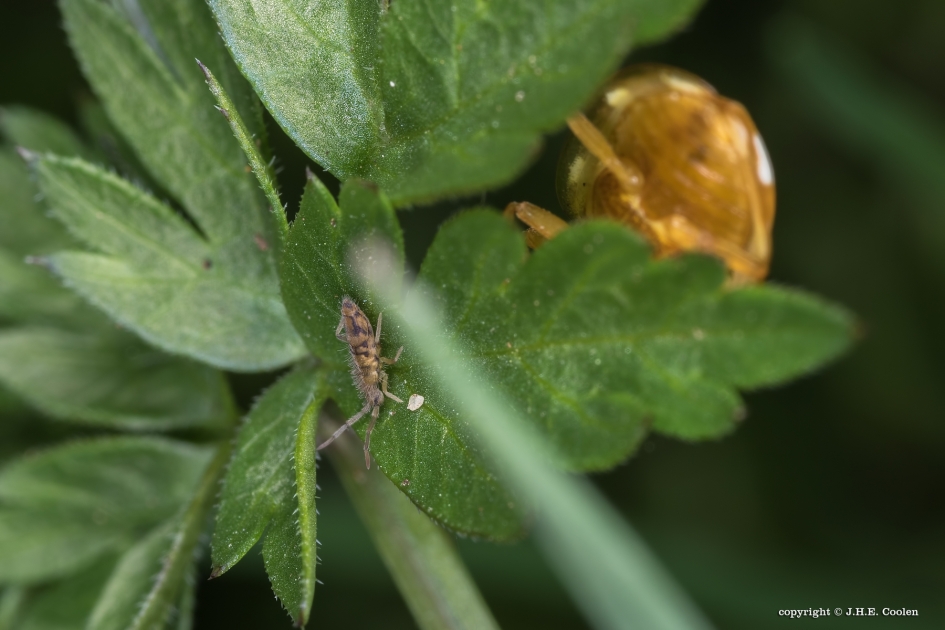 Volg.... - Geleedpotigen - Springstaartje