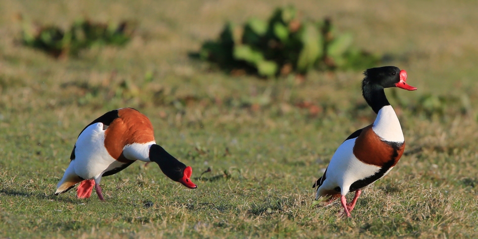 Volgen of de aanval ... ? - Vogels - Bergeend
