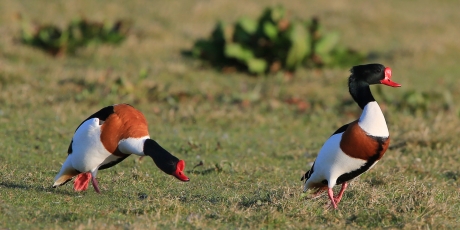 Volgen of de aanval ... ?