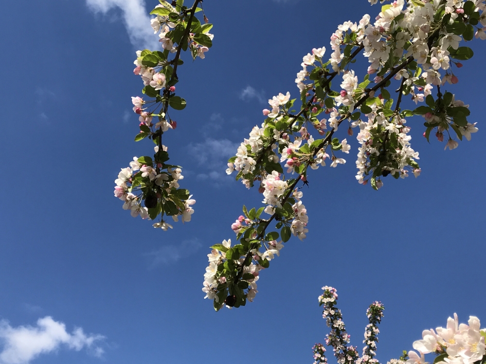 Volle bloesemboom - Planten - 