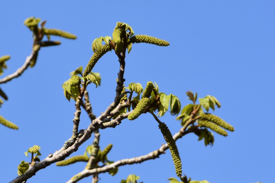 Voorjaar - Planten - 