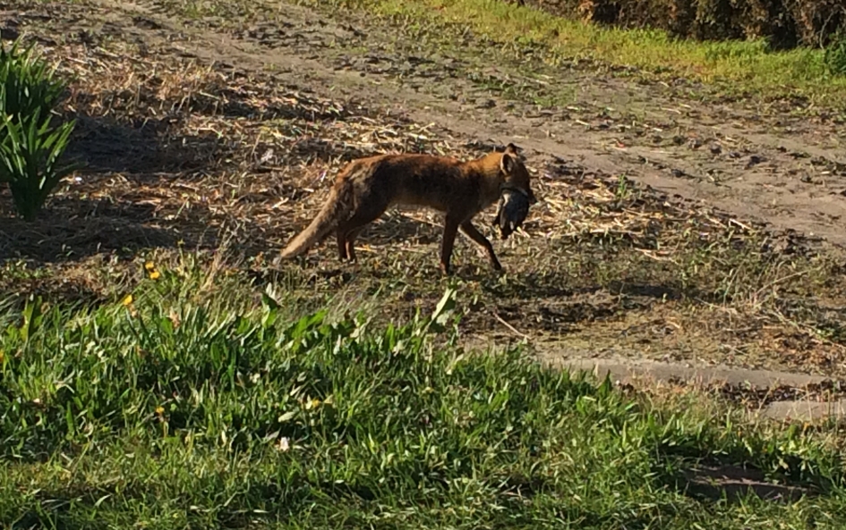 Vos met vis - Zoogdieren - Vos