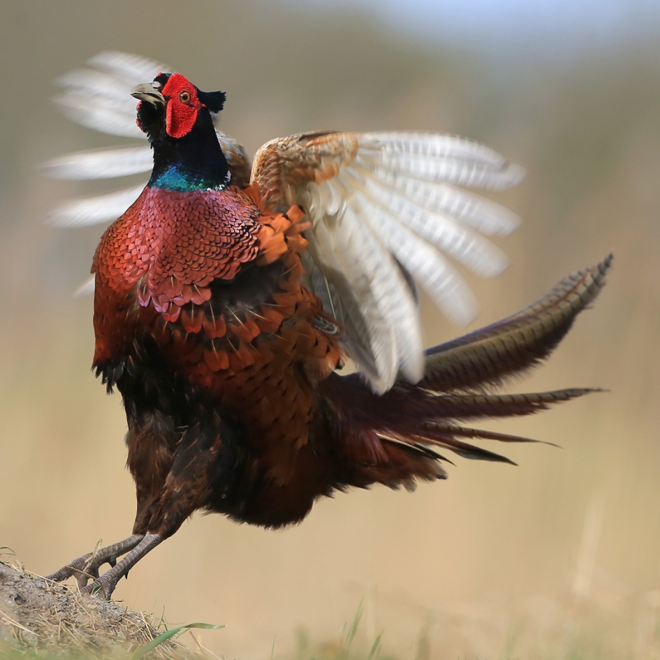 Vrolijk Pasen ! - Vogels - Fazant