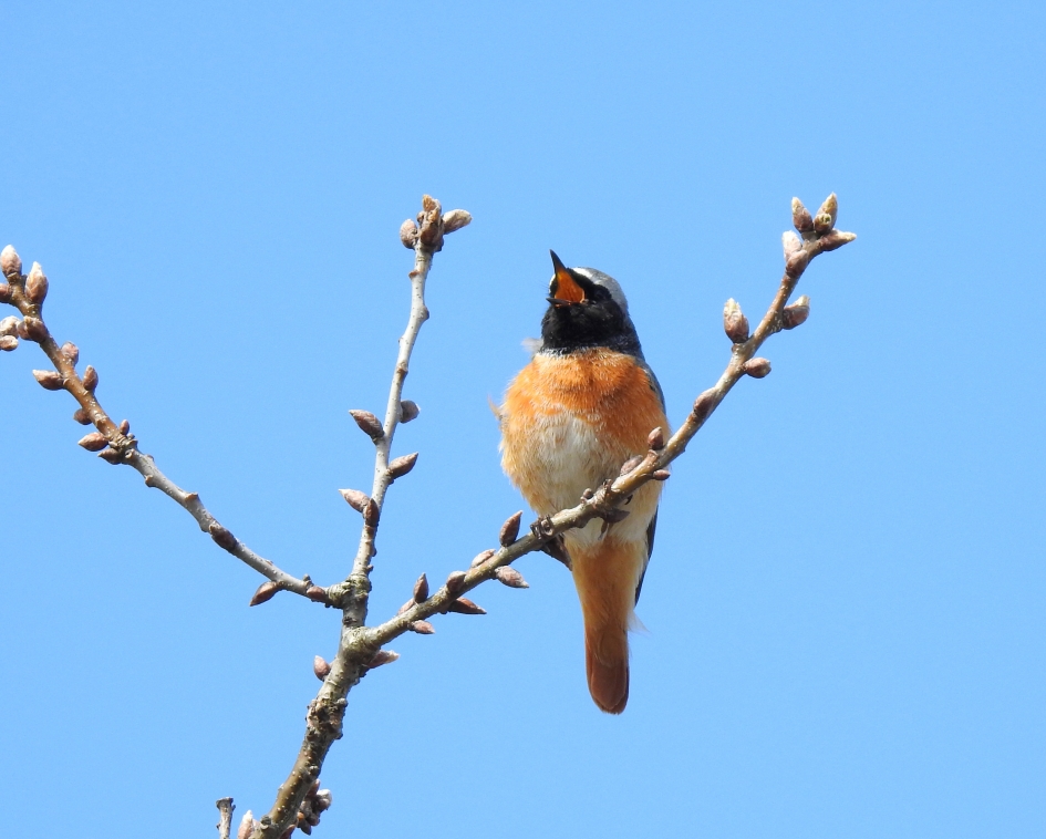 Vrolijke liedjes in vogelland - Vogels - Gekraagde roodstaart