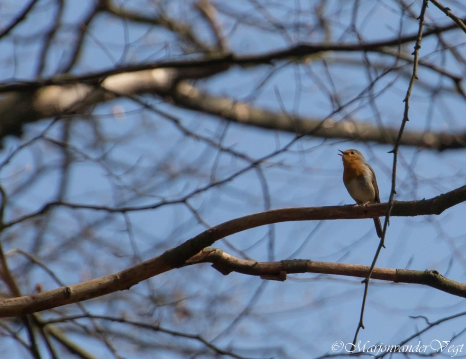 Vrolijke zingert - Vogels - Roodborstje