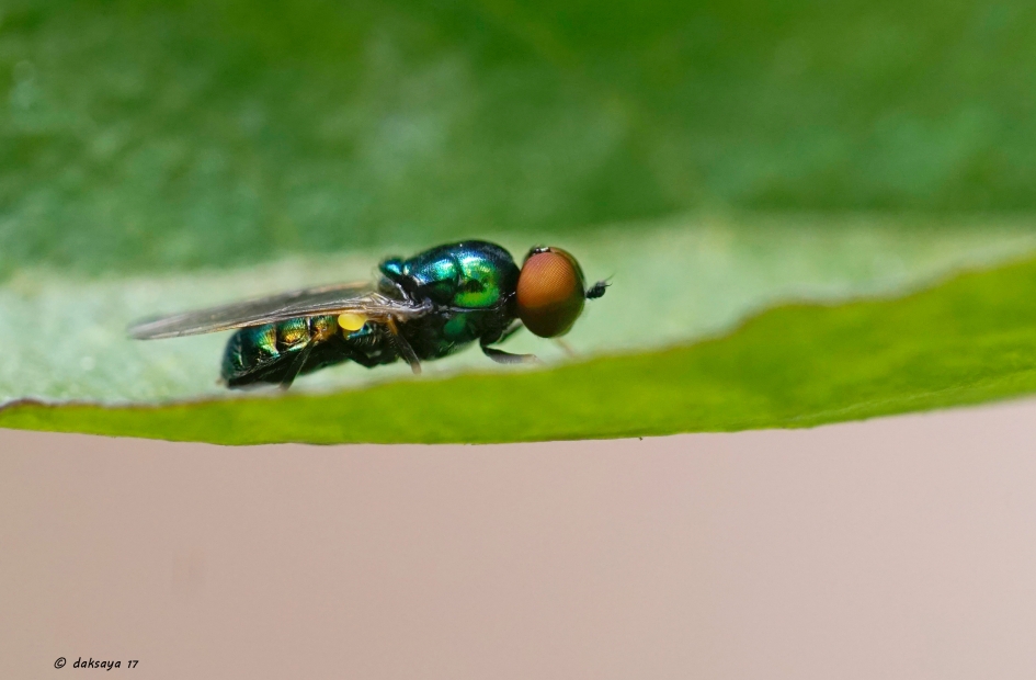 Wapenvlieg - Geleedpotigen - 