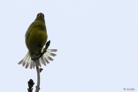 was ik maar een pauw