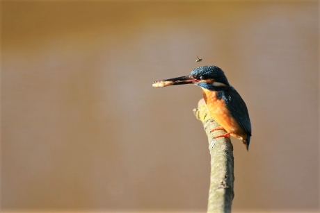 Wat heb ik nu boven mijn hoofd hangen?