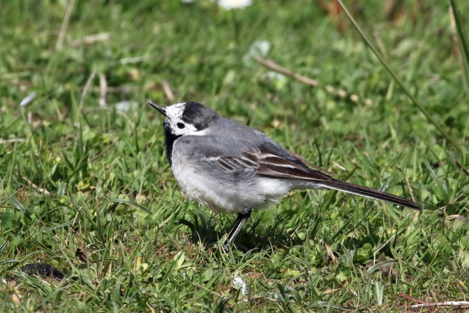 Wat hoor ik? - Vogels - Witte kwikstaart