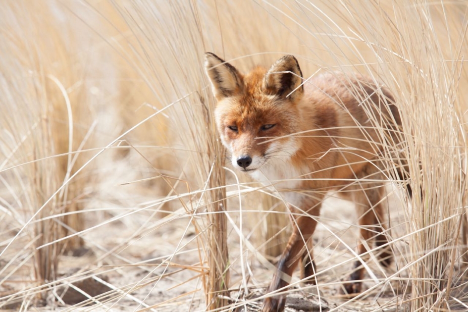 Wat ruist daar in het helmgras? - Zoogdieren - Vos