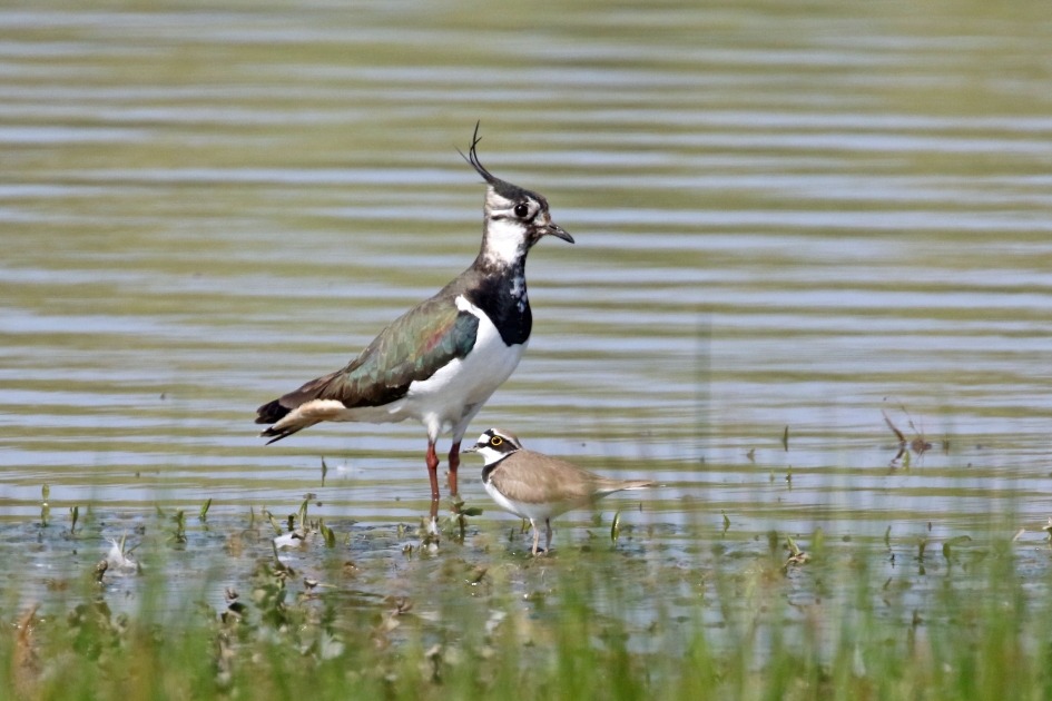 Watt en Halfwatt - Vogels - 