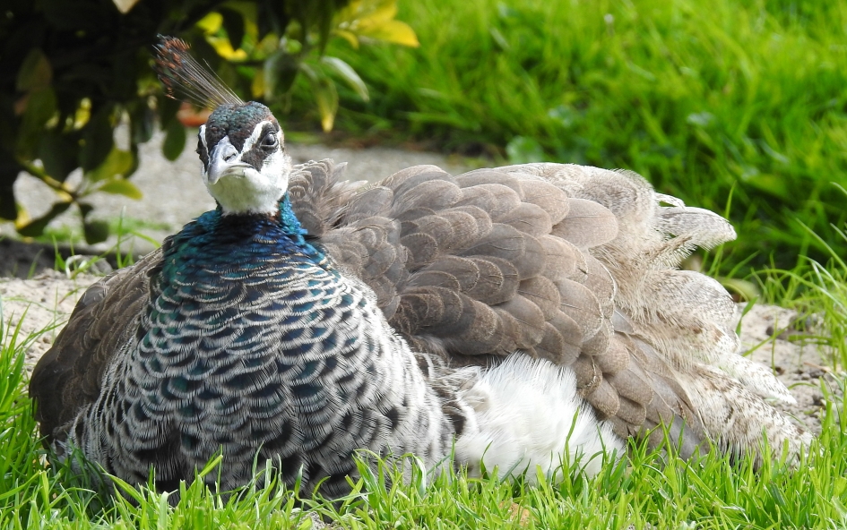 Wauw een Pauw! - Vogels - Pauw