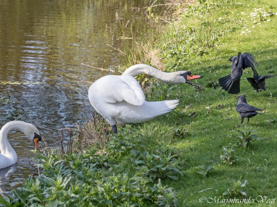 Weg wezen ! - Vogels - Zwanen