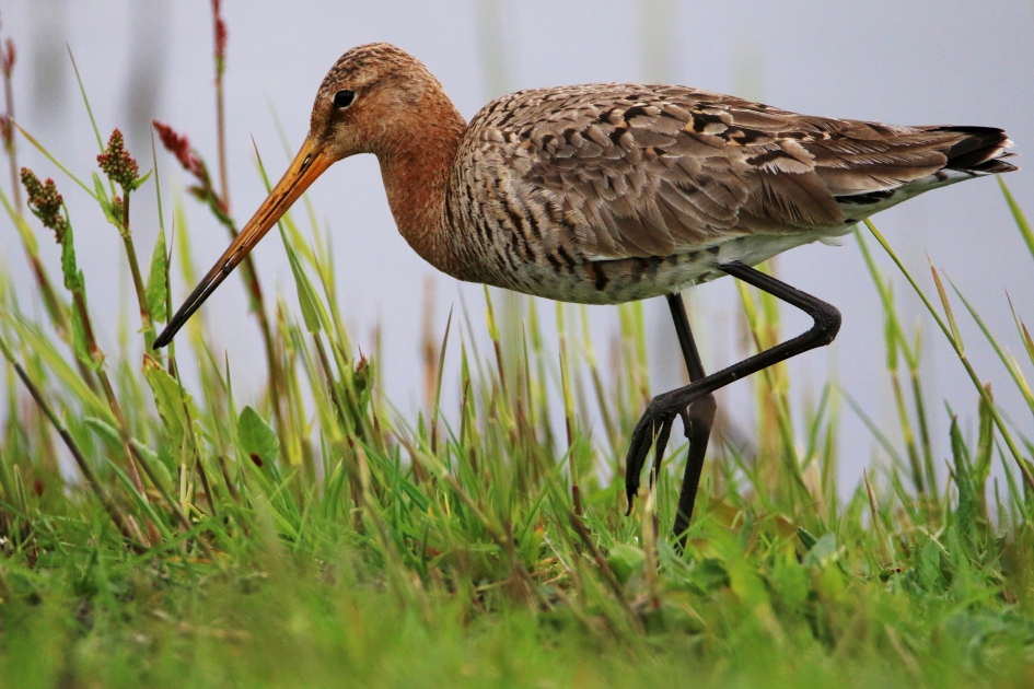 Weidevogels - Grutto - Vogels - Grutto