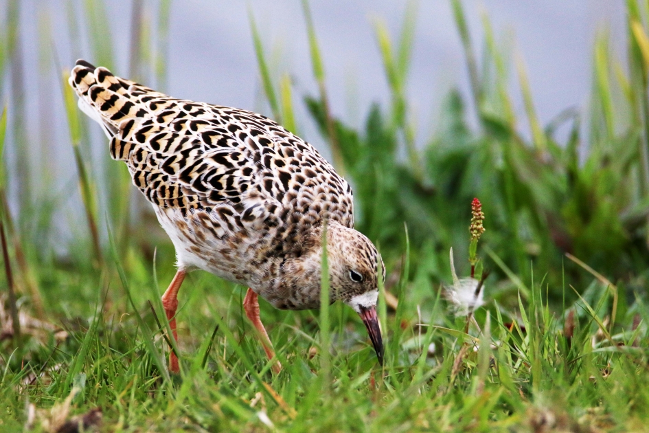 Weidevogels - Kemphaan - Vogels - Kemphaan
