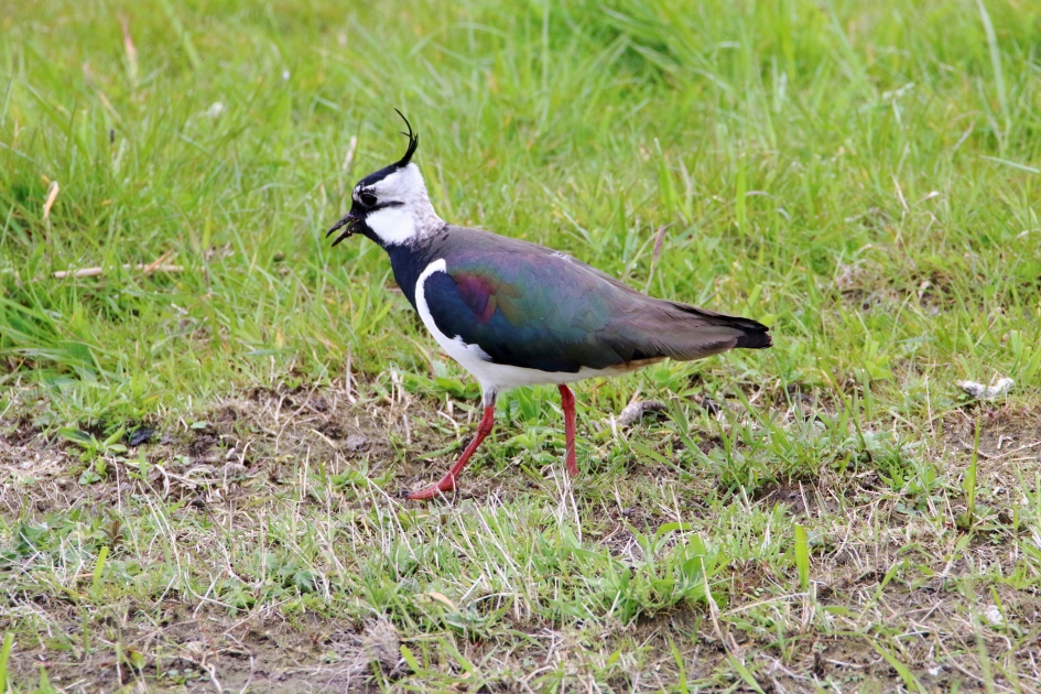 Weidevogels - Kievit - Vogels - Kievit