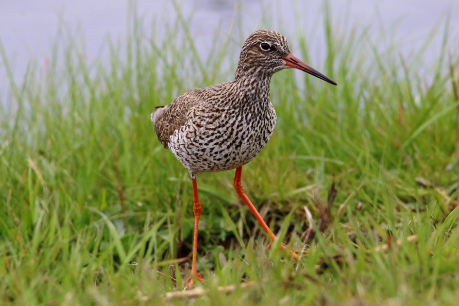Weidevogels - Tureluur - Vogels - Tureluur