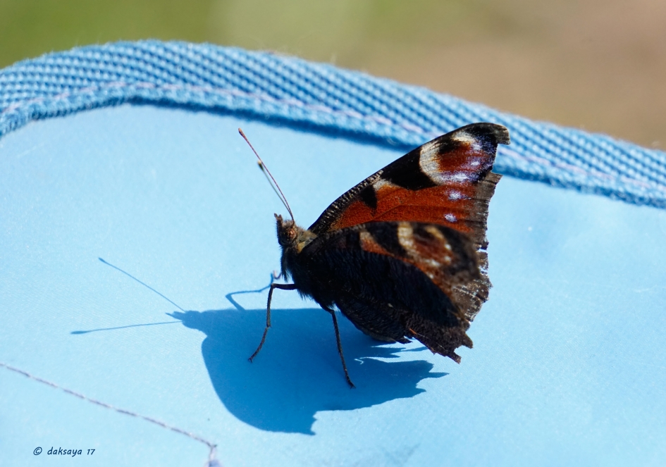 Wel blauw, geen bloem - Geleedpotigen - 