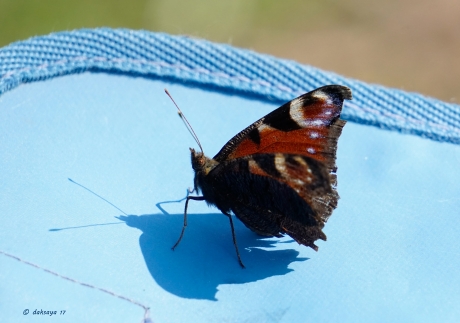 Wel blauw, geen bloem