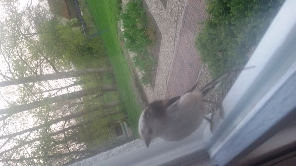 welke vogel is dit? - Vogels - 