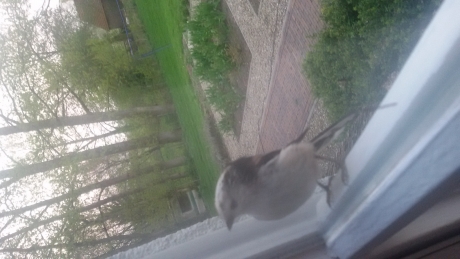 welke vogel is dit?