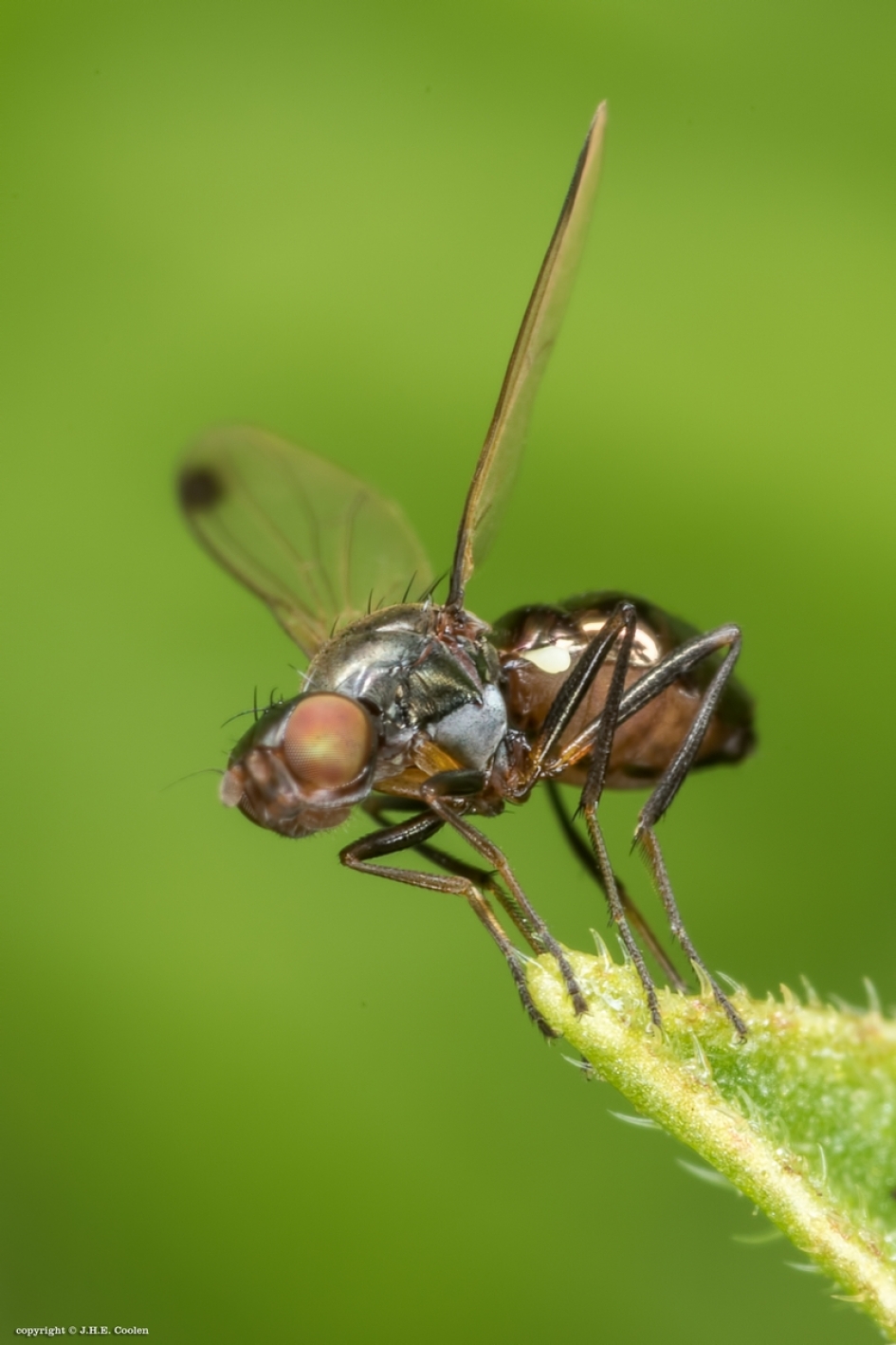Wenkvliegje - Geleedpotigen - Wenkvlieg
