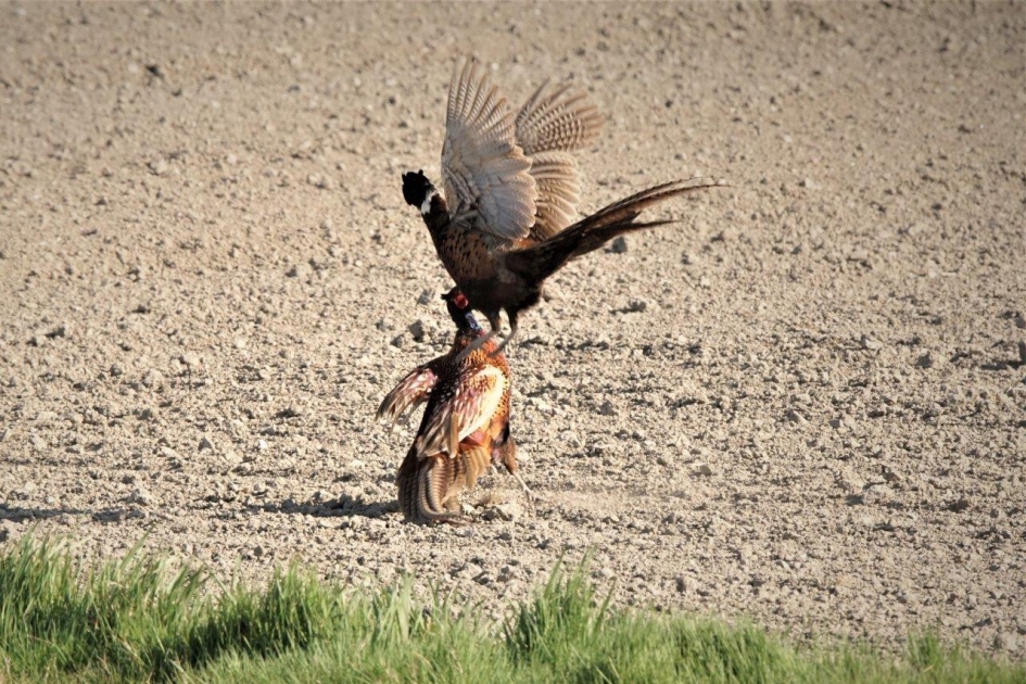 Wie is hier de baas - Vogels - Fazant