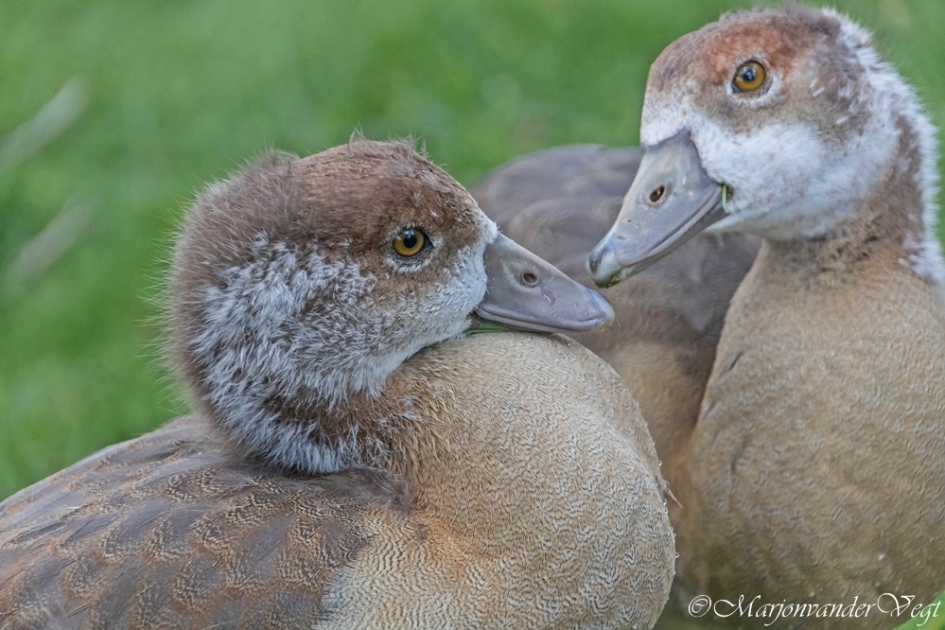 Wij worden groot - Vogels - Nijlganzen