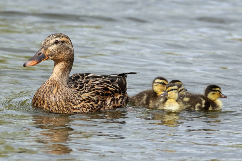 Wilde eendjes - Vogels - 
