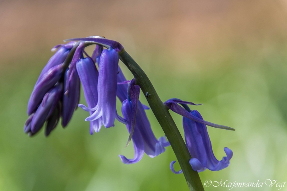 Wilde Hyacint - Planten - Wilde hyacint