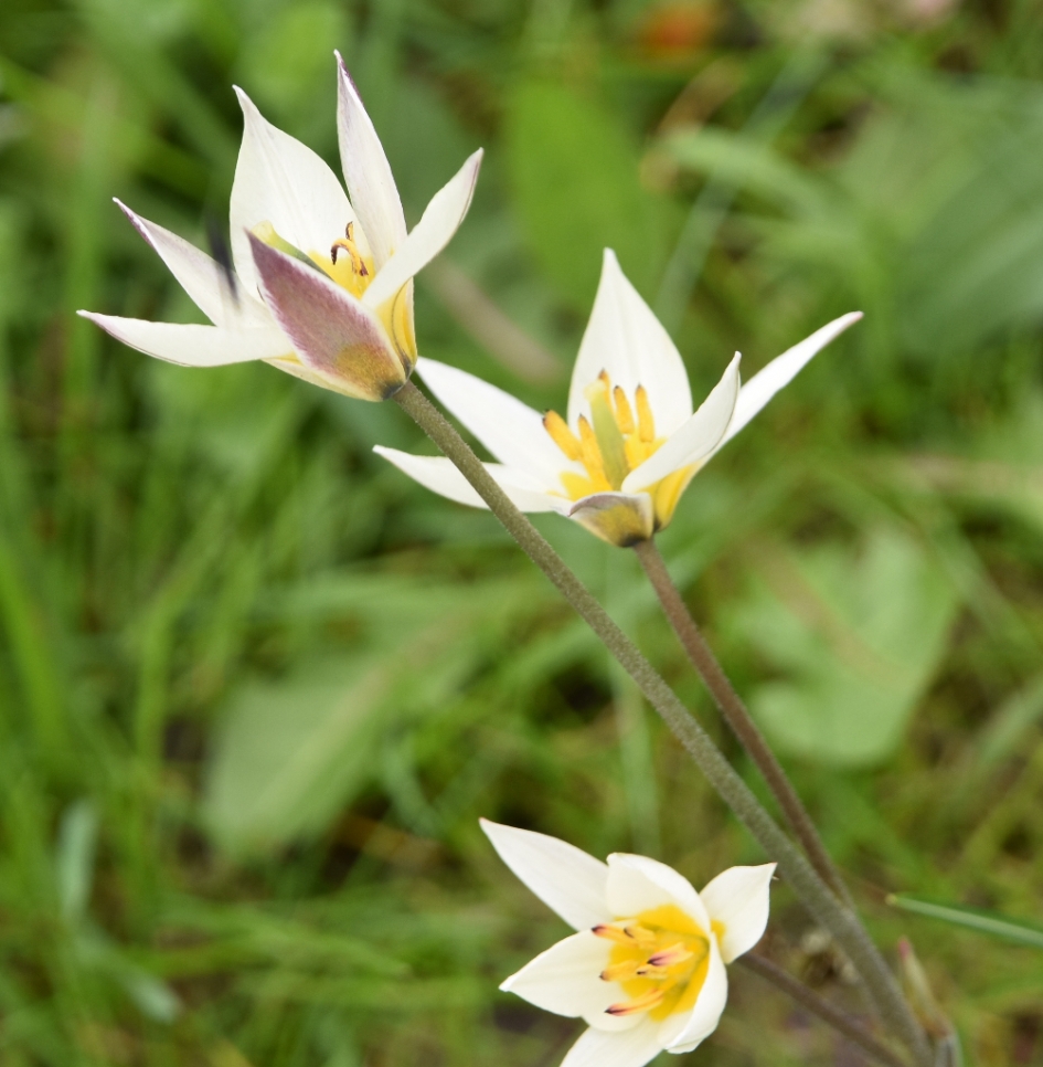 Wilde tulpjes - Planten - 