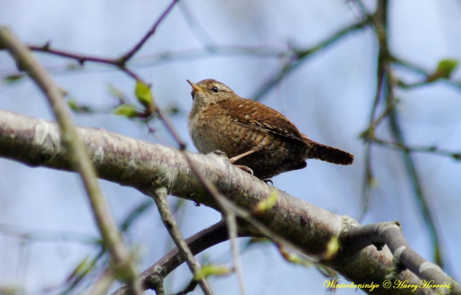 Winterkoninkje - Vogels - Winterkoninkje