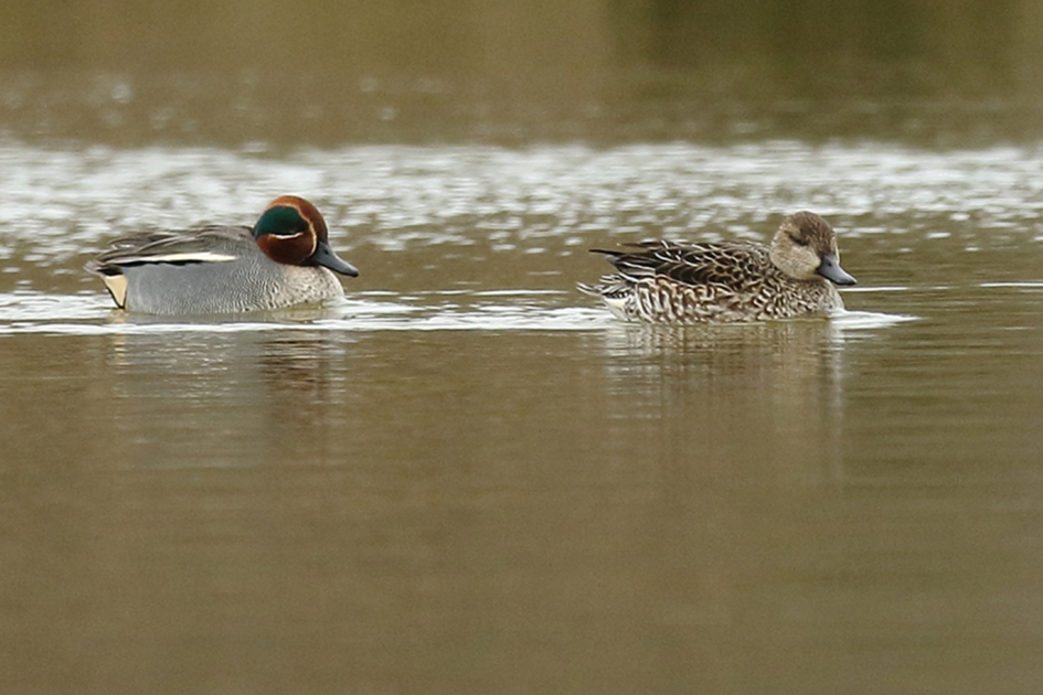 wintertaling m + v - Vogels - 