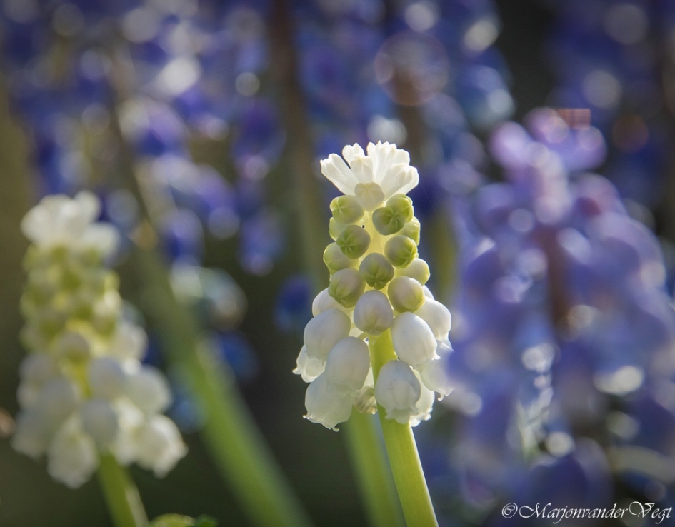Wit versus Paars - Planten - Witte druifjes