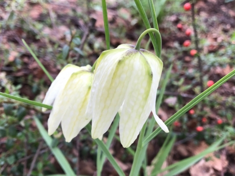 Witte kievietsbloemen