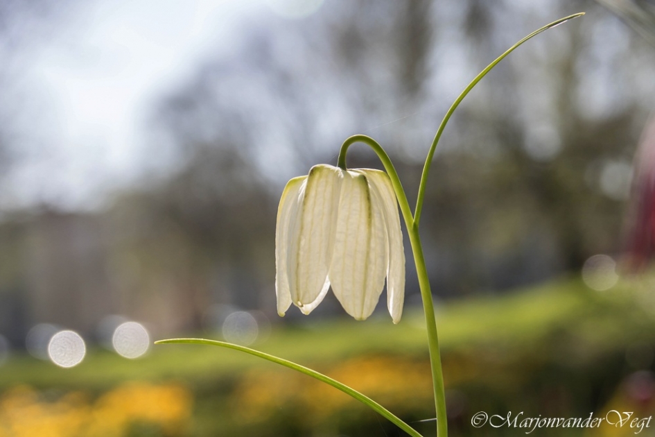 Witte kievitsbloem - Planten - Kievitsbloem