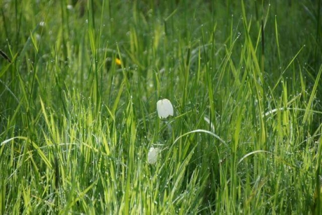 Witte kievitsbloem