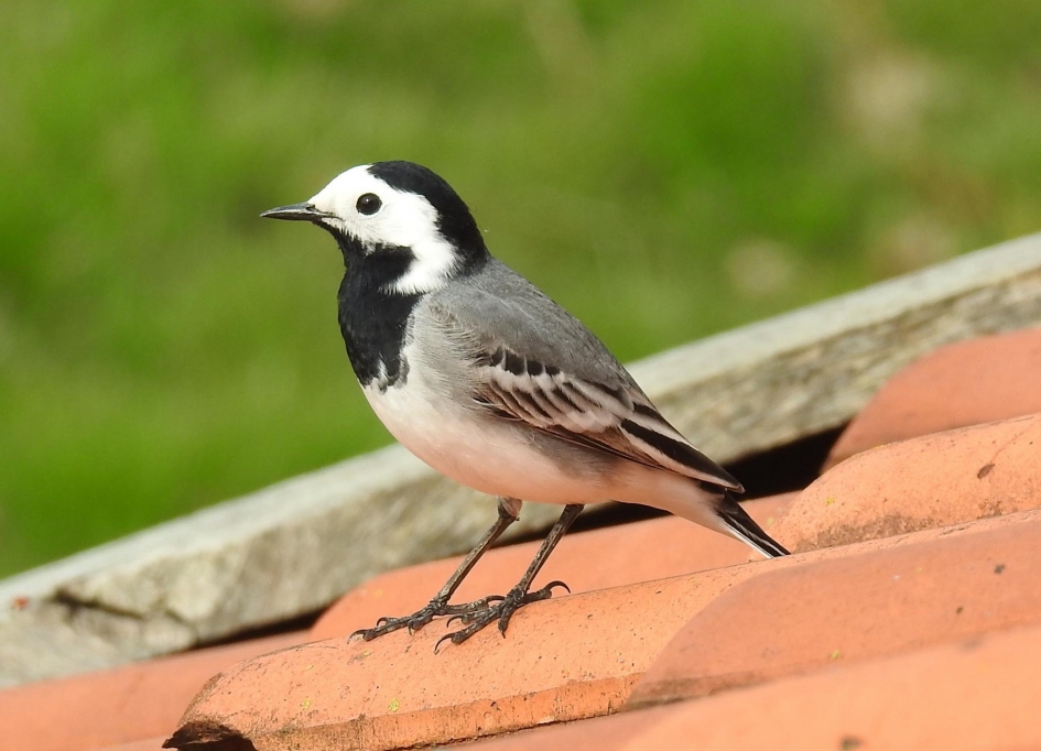 Witte kwikstaartje - Vogels - Witte kwikstaartje