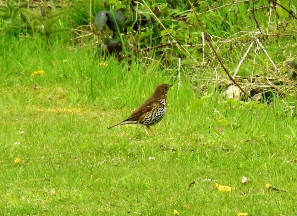 Zanglijster - Vogels - Zanglijster