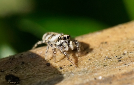 Zebraspringspin