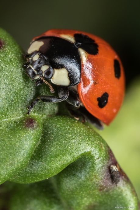 Zevenstippelig lieveheersbeestje