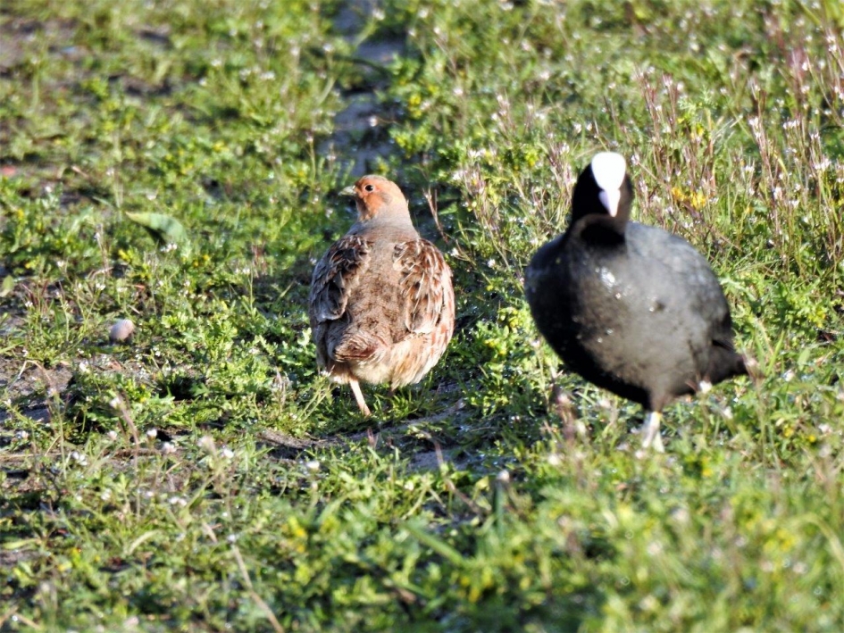 zie je niet veel - Vogels - Patrijs/koet
