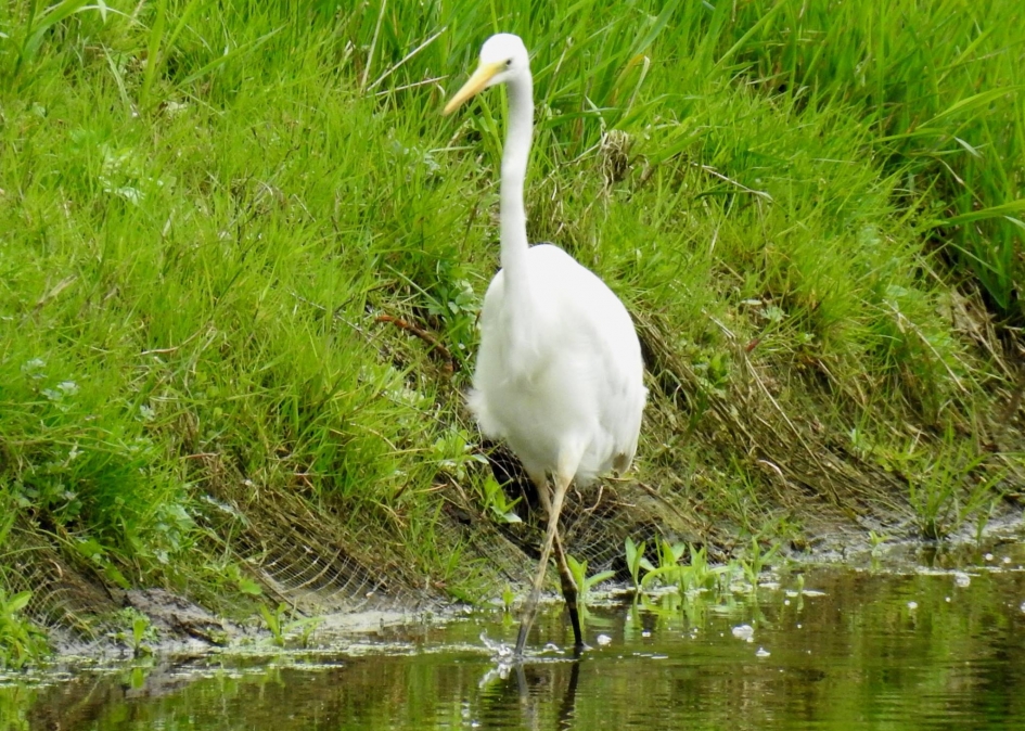 Zilverreiger aan de wandel - Vogels - Grote zilverreiger