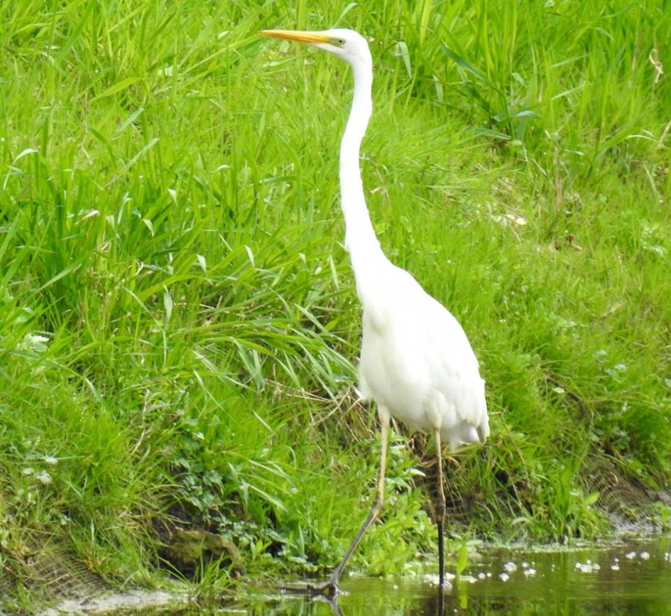 Zilverreiger stapt het talud op. - Vogels - Grote zilverreiger
