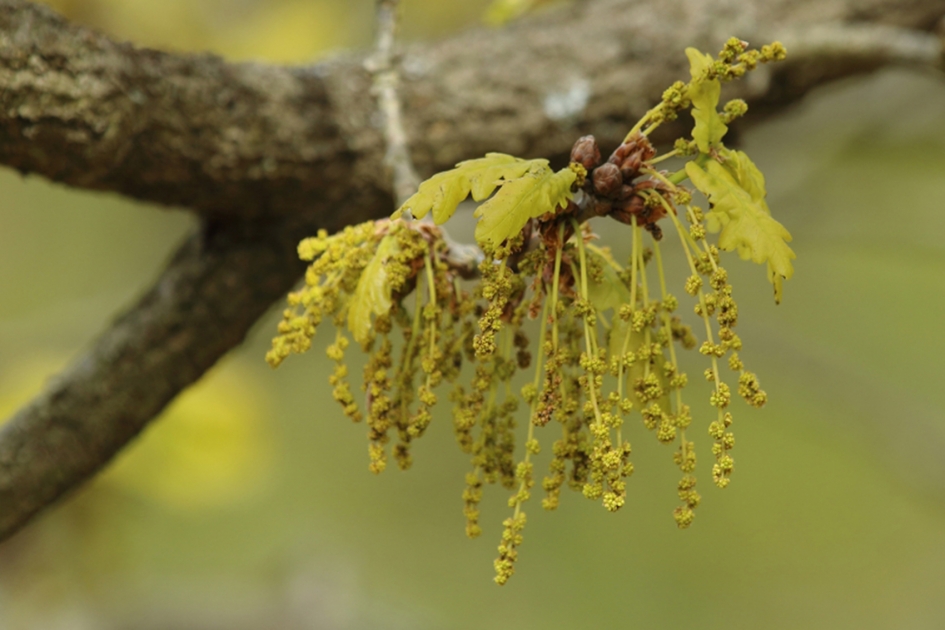 zomereik - Planten - 