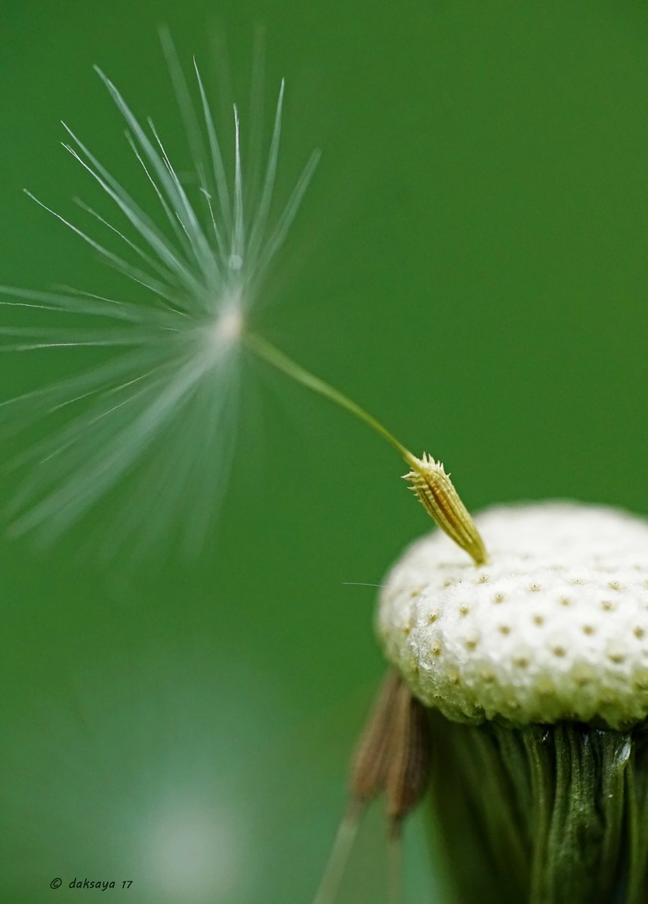 Zonder titel - Planten - 