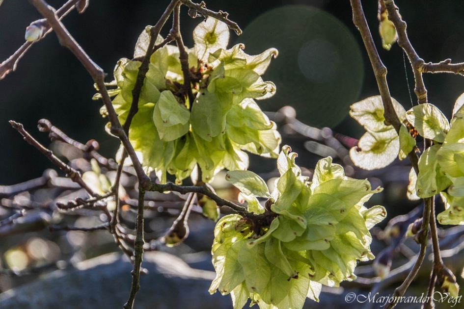 Zonnige zaden - Planten - zaden